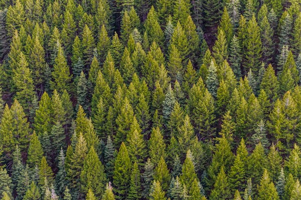 Signs your tree is dead or dying